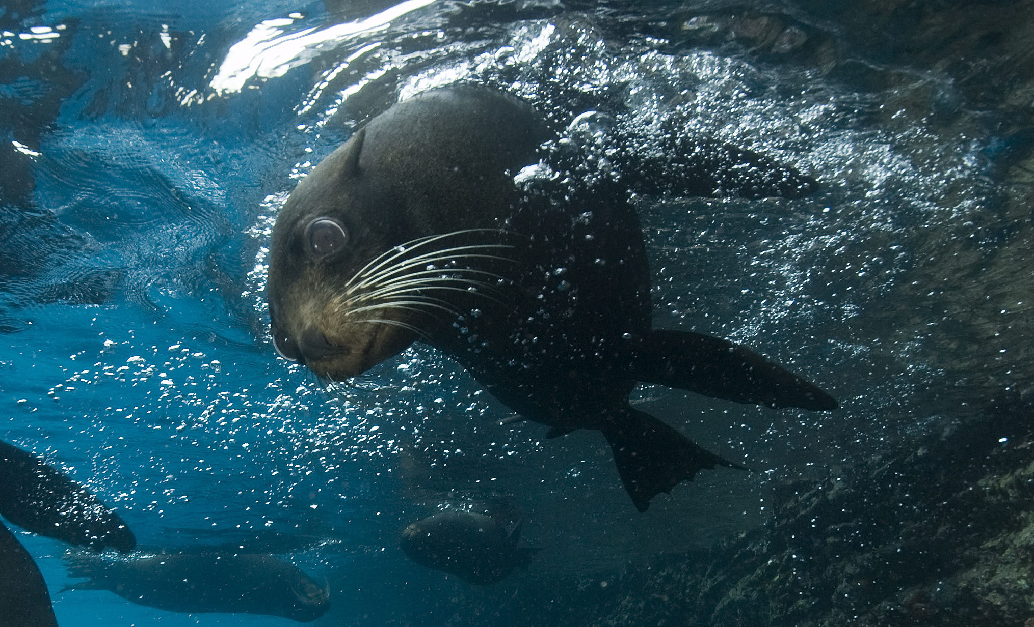 125 sea lions, Galapagos.jpg